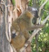 Brown Lemur in Tree